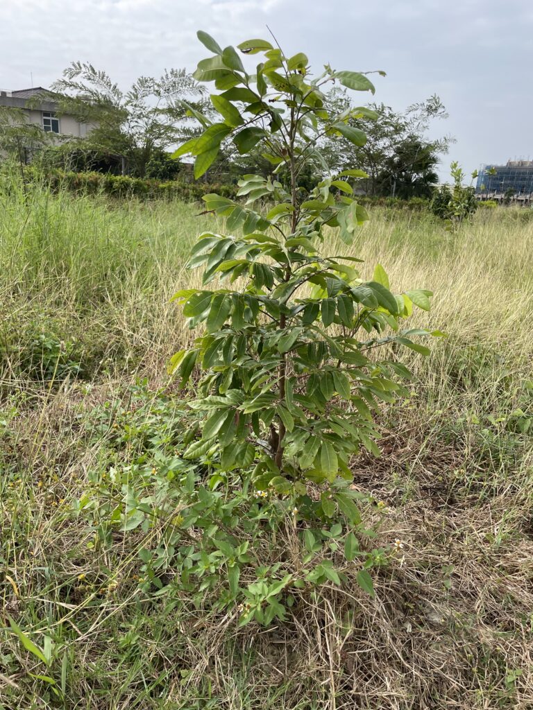 柚酪農莊